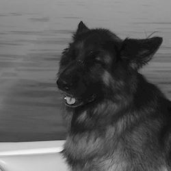 Ozzy The King 1